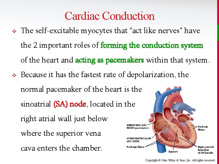 Cardiac Conduction v The self-excitable myocytes that "act like nerves" have the 2 important