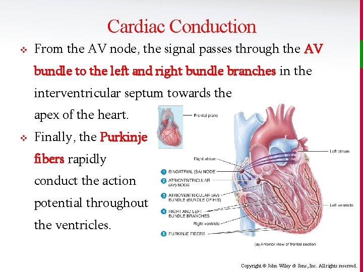 Cardiac Conduction v From the AV node, the signal passes through the AV bundle