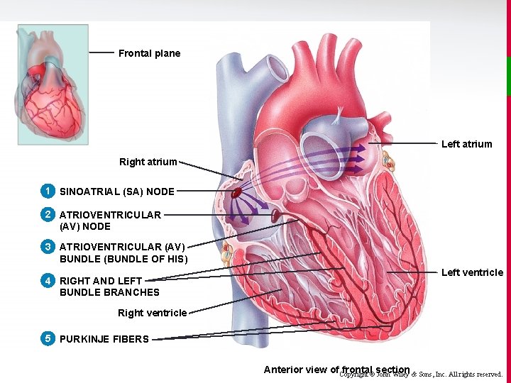 Frontal plane Left atrium Right atrium 1 SINOATRIAL (SA) NODE 2 ATRIOVENTRICULAR (AV) NODE