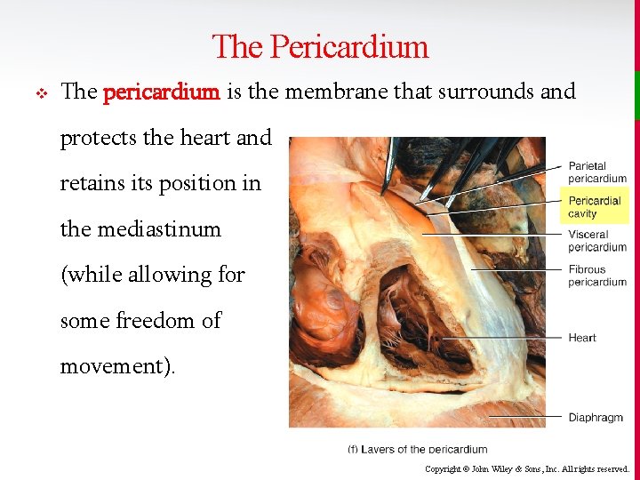 The Pericardium v The pericardium is the membrane that surrounds and protects the heart