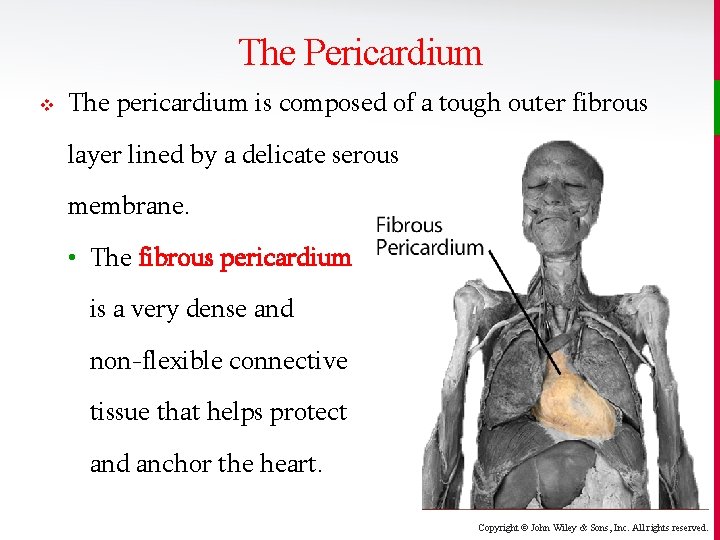 The Pericardium v The pericardium is composed of a tough outer fibrous layer lined