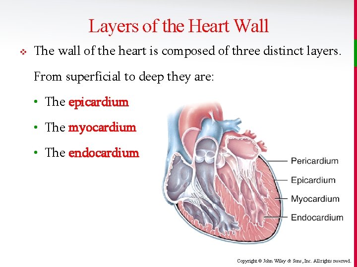 Layers of the Heart Wall v The wall of the heart is composed of