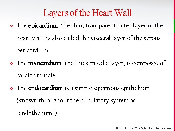 Layers of the Heart Wall v The epicardium, the thin, transparent outer layer of