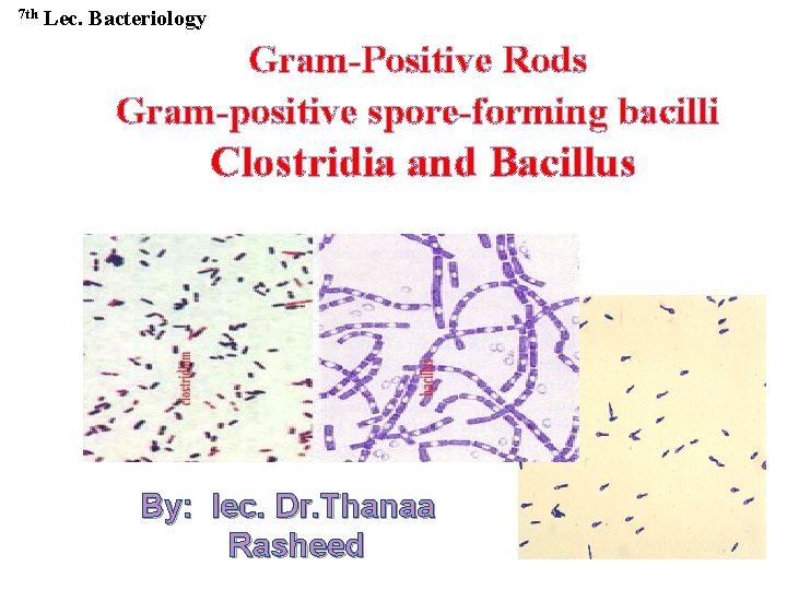 7 th Lec. Bacteriology Gram-Positive Rods Gram-positive spore-forming bacilli Clostridia and Bacillus By: lec.