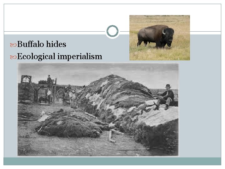  Buffalo hides Ecological imperialism 