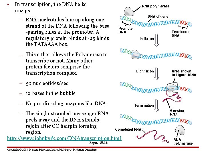  • In transcription, the DNA helix unzips RNA polymerase – RNA nucleotides line