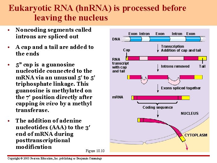 Eukaryotic RNA (hn. RNA) is processed before leaving the nucleus • • Noncoding segments