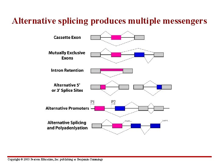Alternative splicing produces multiple messengers Copyright © 2003 Pearson Education, Inc. publishing as Benjamin
