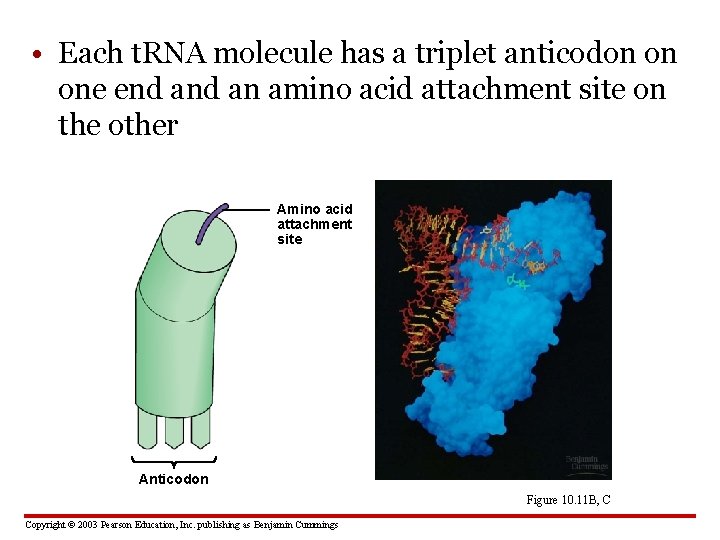  • Each t. RNA molecule has a triplet anticodon on one end an