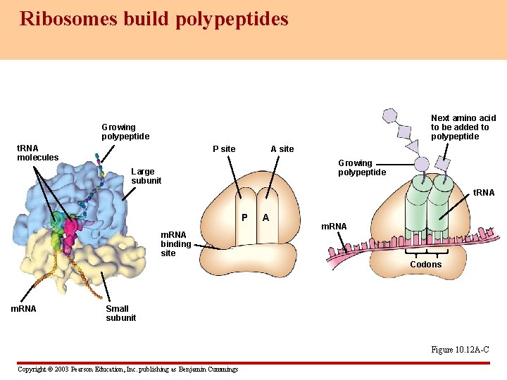 Ribosomes build polypeptides Next amino acid to be added to polypeptide Growing polypeptide t.