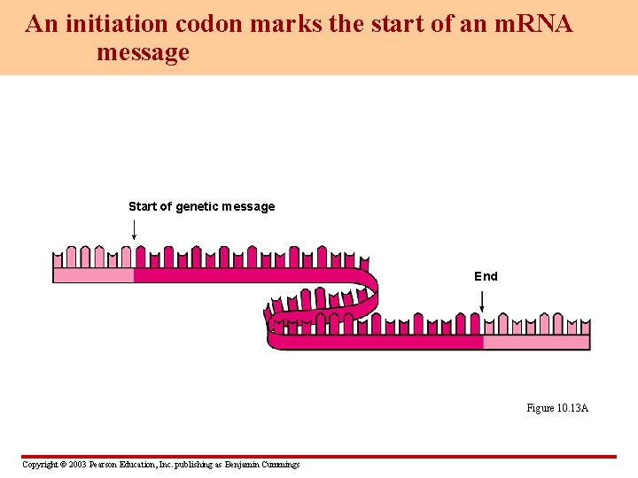 An initiation codon marks the start of an m. RNA message Start of genetic