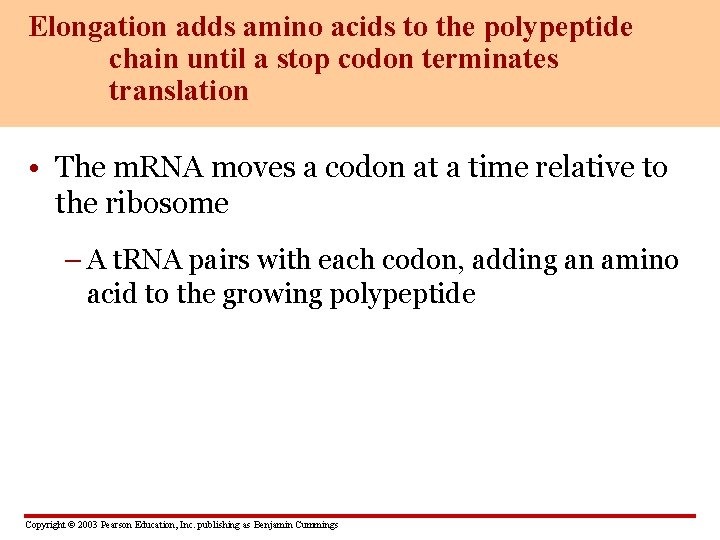 Elongation adds amino acids to the polypeptide chain until a stop codon terminates translation