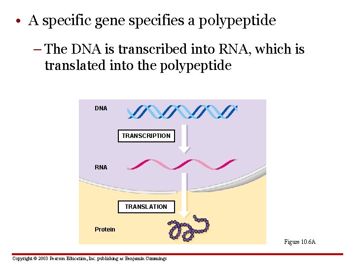  • A specific gene specifies a polypeptide – The DNA is transcribed into