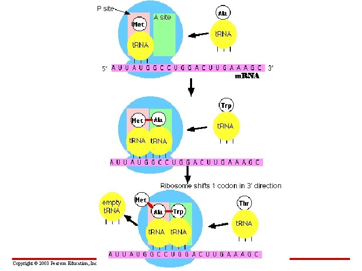  1. Initiation Copyright © 2003 Pearson Education, Inc. publishing as Benjamin Cummings 