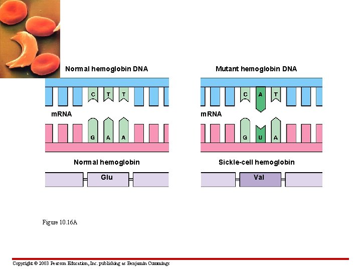 Normal hemoglobin DNA m. RNA Mutant hemoglobin DNA m. RNA Normal hemoglobin Glu Figure