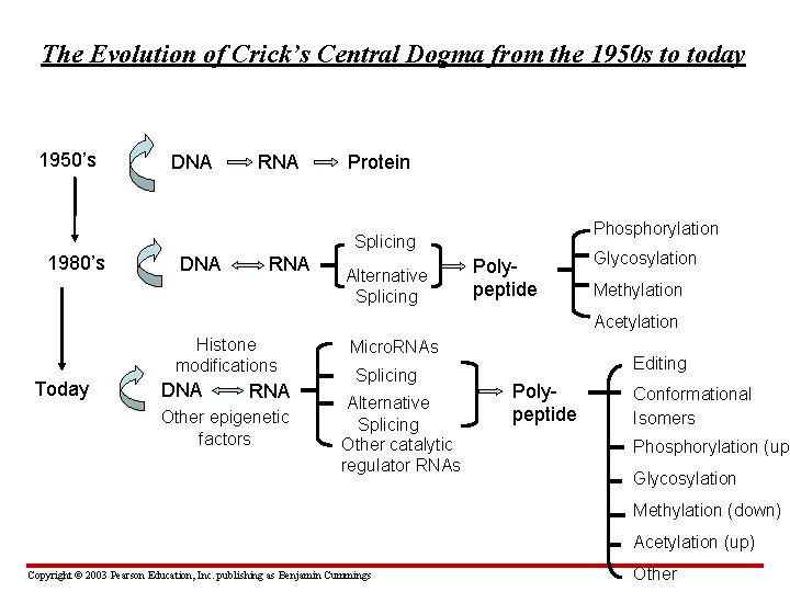 The Evolution of Crick’s Central Dogma from the 1950 s to today 1950’s DNA