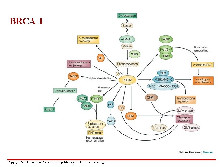BRCA 1 Copyright © 2003 Pearson Education, Inc. publishing as Benjamin Cummings 