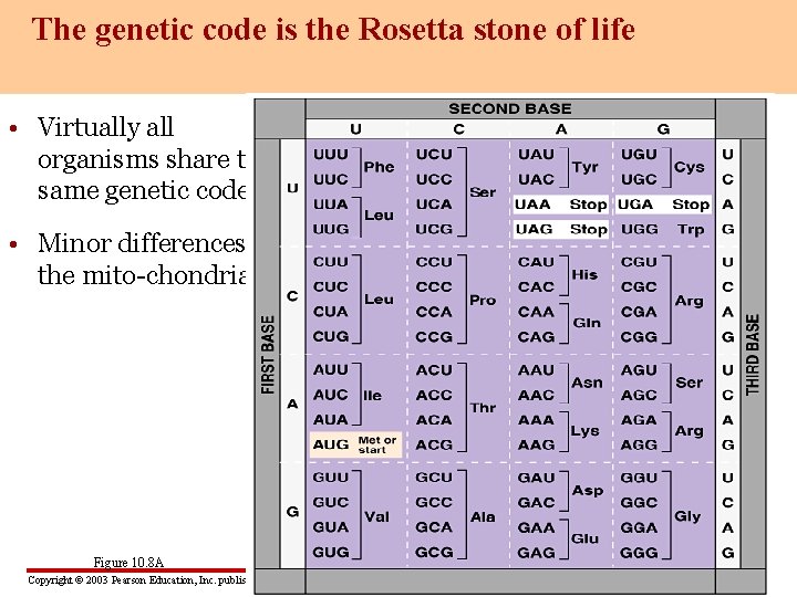 The genetic code is the Rosetta stone of life • Virtually all organisms share