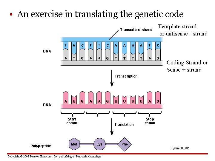  • An exercise in translating the genetic code Transcribed strand Template strand or