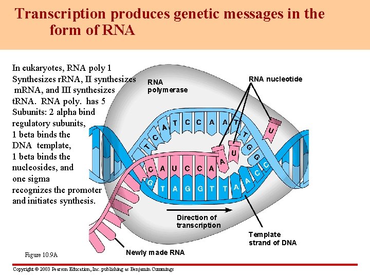 Transcription produces genetic messages in the form of RNA In eukaryotes, RNA poly 1