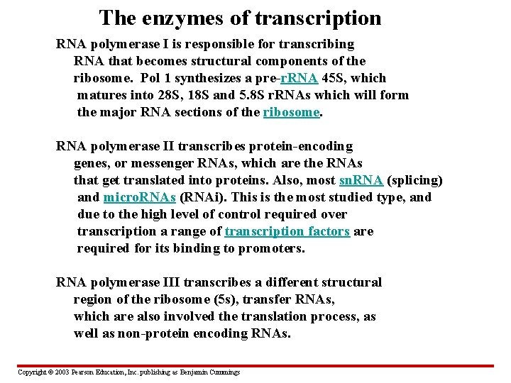 The enzymes of transcription RNA polymerase I is responsible for transcribing RNA that becomes