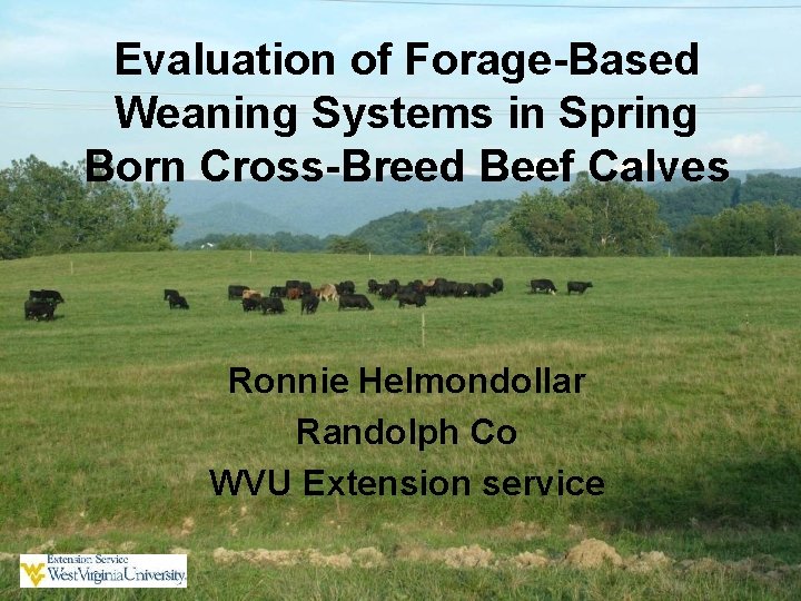 Evaluation of Forage-Based Weaning Systems in Spring Born Cross-Breed Beef Calves Ronnie Helmondollar Randolph