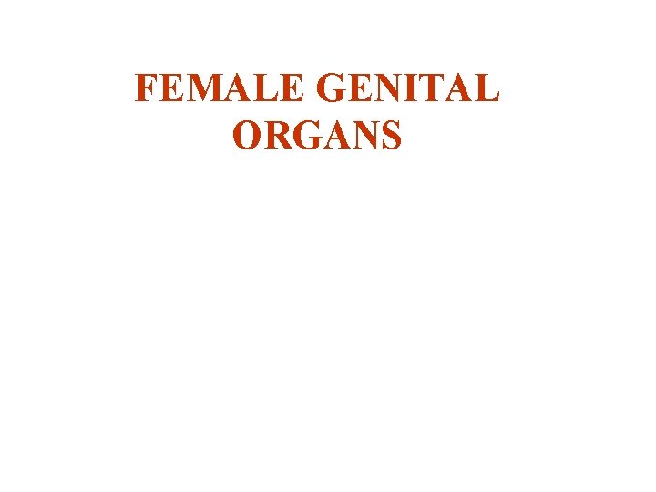 FEMALE GENITAL ORGANS 