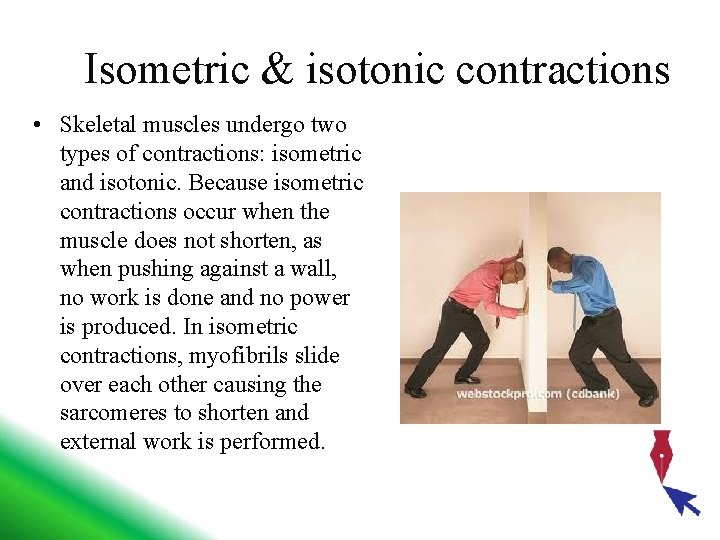 Isometric & isotonic contractions • Skeletal muscles undergo two types of contractions: isometric and
