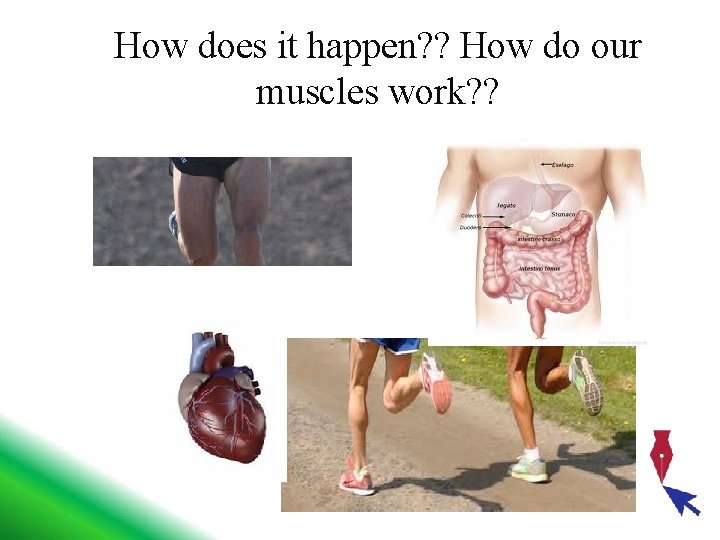 How does it happen? ? How do our muscles work? ? 