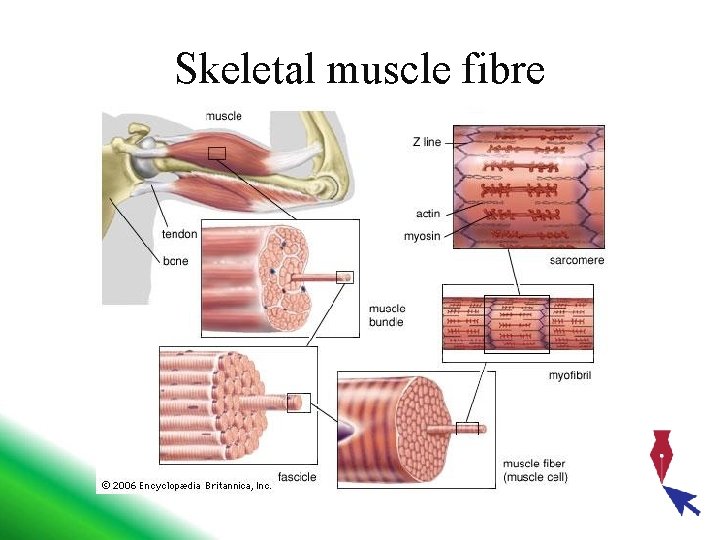 Skeletal muscle fibre 