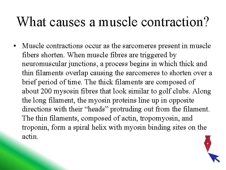 What causes a muscle contraction? • Muscle contractions occur as the sarcomeres present in