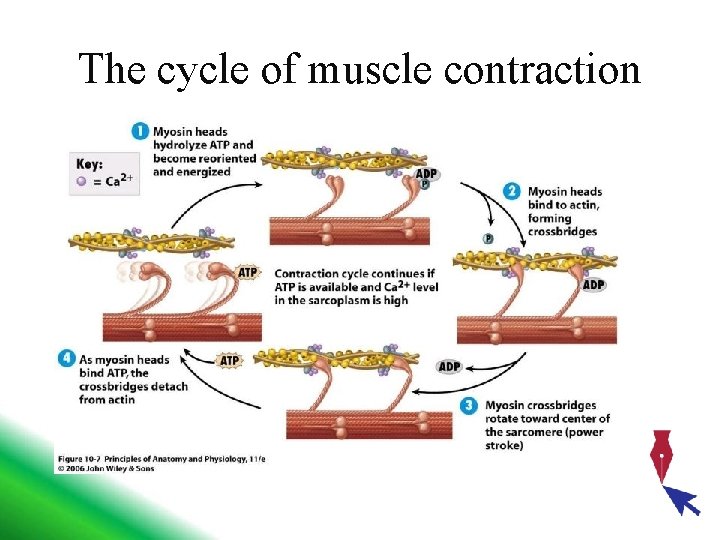 The cycle of muscle contraction 