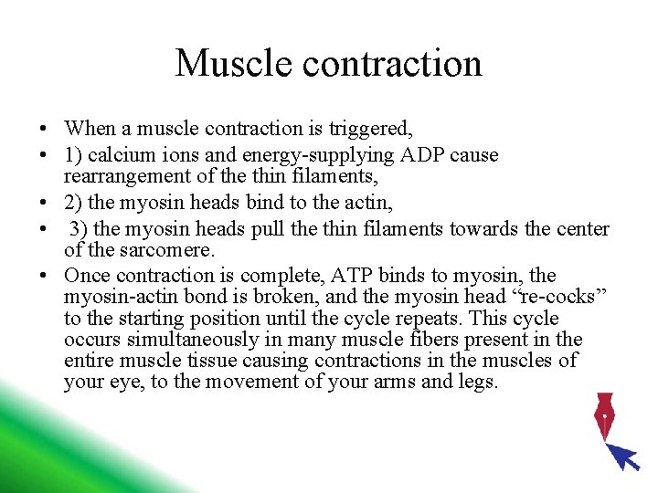 Muscle contraction • When a muscle contraction is triggered, • 1) calcium ions and