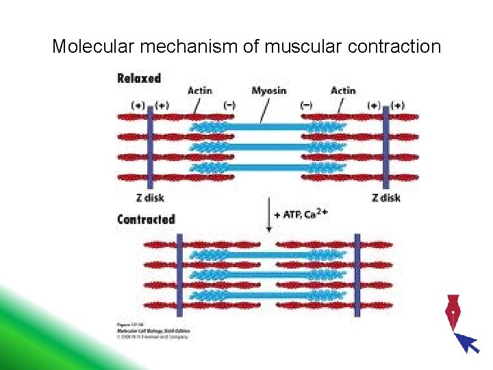 Molecular mechanism of muscular contraction 