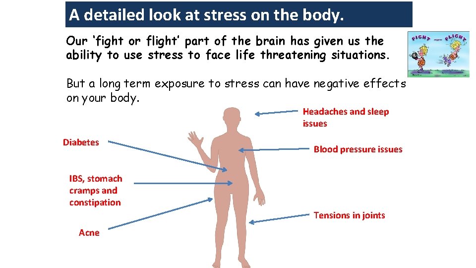 A detailed look at stress on the body. Our ‘fight or flight’ part of