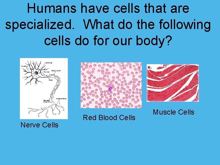 Humans have cells that are specialized. What do the following cells do for our