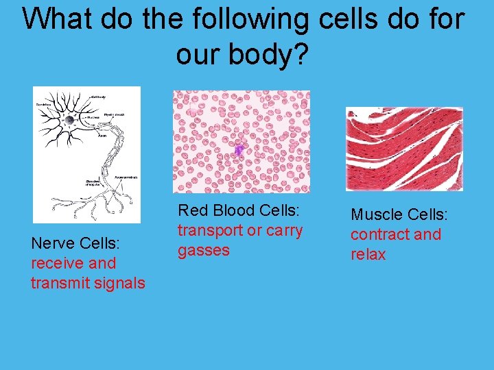 What do the following cells do for our body? Nerve Cells: receive and transmit