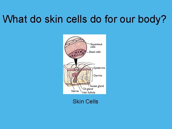 What do skin cells do for our body? Skin Cells 