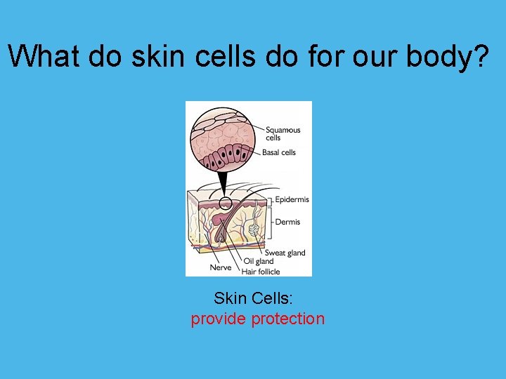 What do skin cells do for our body? Skin Cells: provide protection 