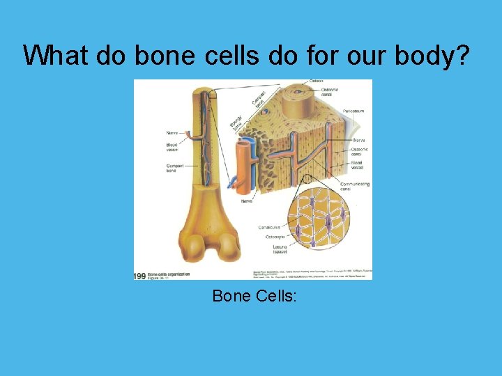 What do bone cells do for our body? Bone Cells: 