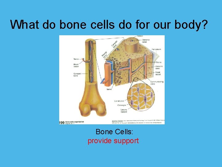 What do bone cells do for our body? Bone Cells: provide support 