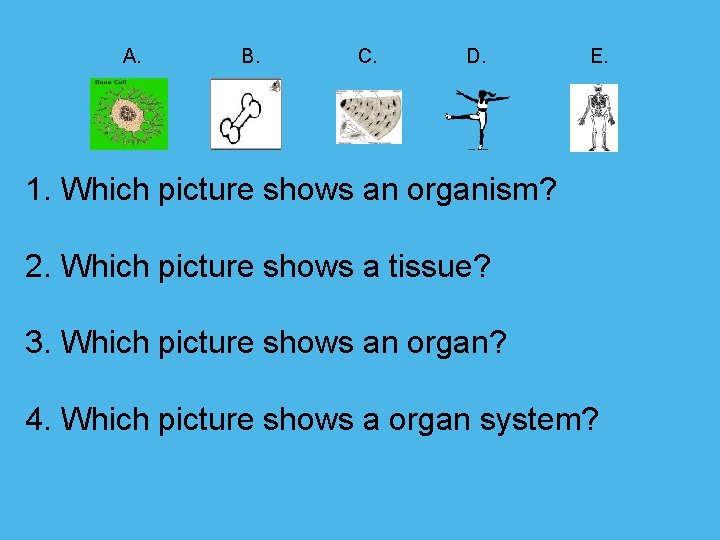  A. B. C. D. E. 1. Which picture shows an organism? 2. Which