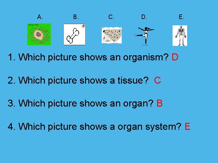  A. B. C. D. E. 1. Which picture shows an organism? D 2.