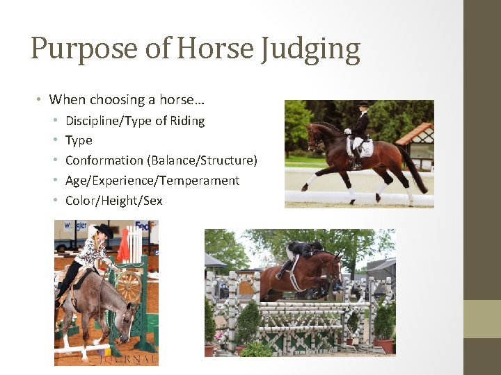 Purpose of Horse Judging • When choosing a horse… • • • Discipline/Type of