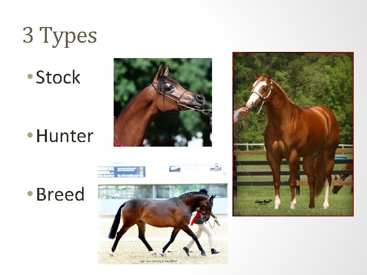 3 Types • Stock • Hunter • Breed 