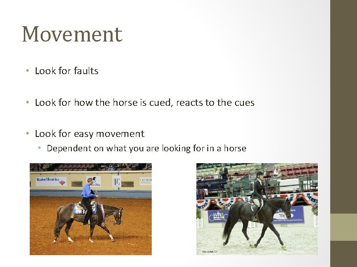 Movement • Look for faults • Look for how the horse is cued, reacts