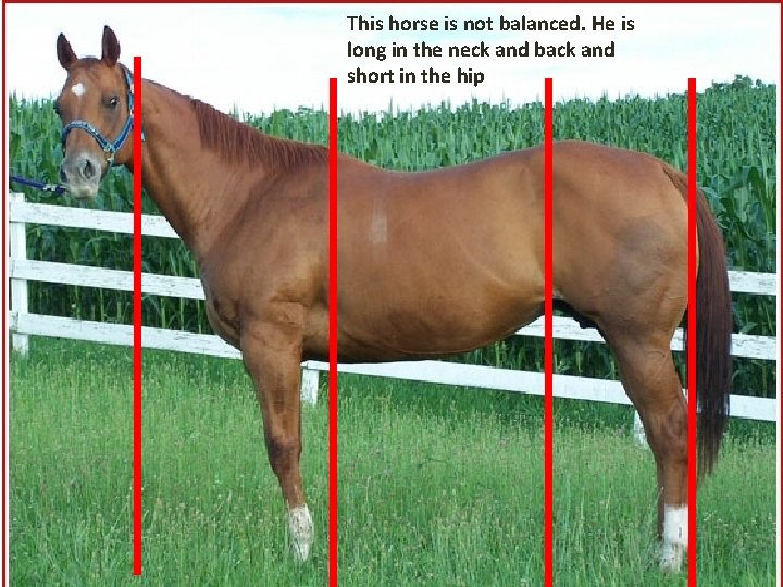 This horse is not balanced. He is long in the neck and back and