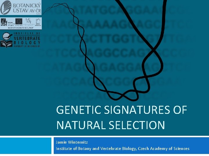 GENETIC SIGNATURES OF NATURAL SELECTION Jamie Winternitz Institute of Botany and Vertebrate Biology, Czech