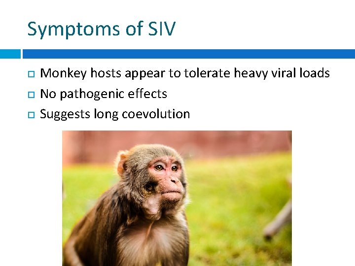 Symptoms of SIV Monkey hosts appear to tolerate heavy viral loads No pathogenic effects