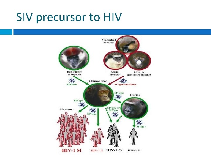 SIV precursor to HIV 